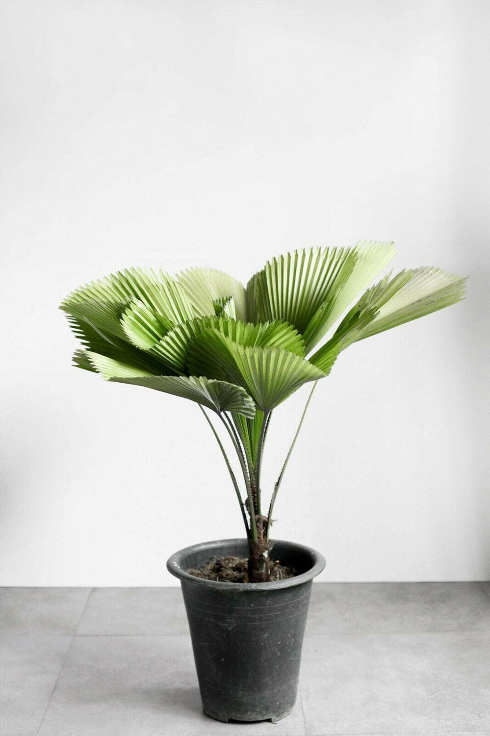 Licuala grandis / Pritchardia grandis - Ruffled Fan Palm, Vanuatu Fan Palm, Palas Palm - Image 2