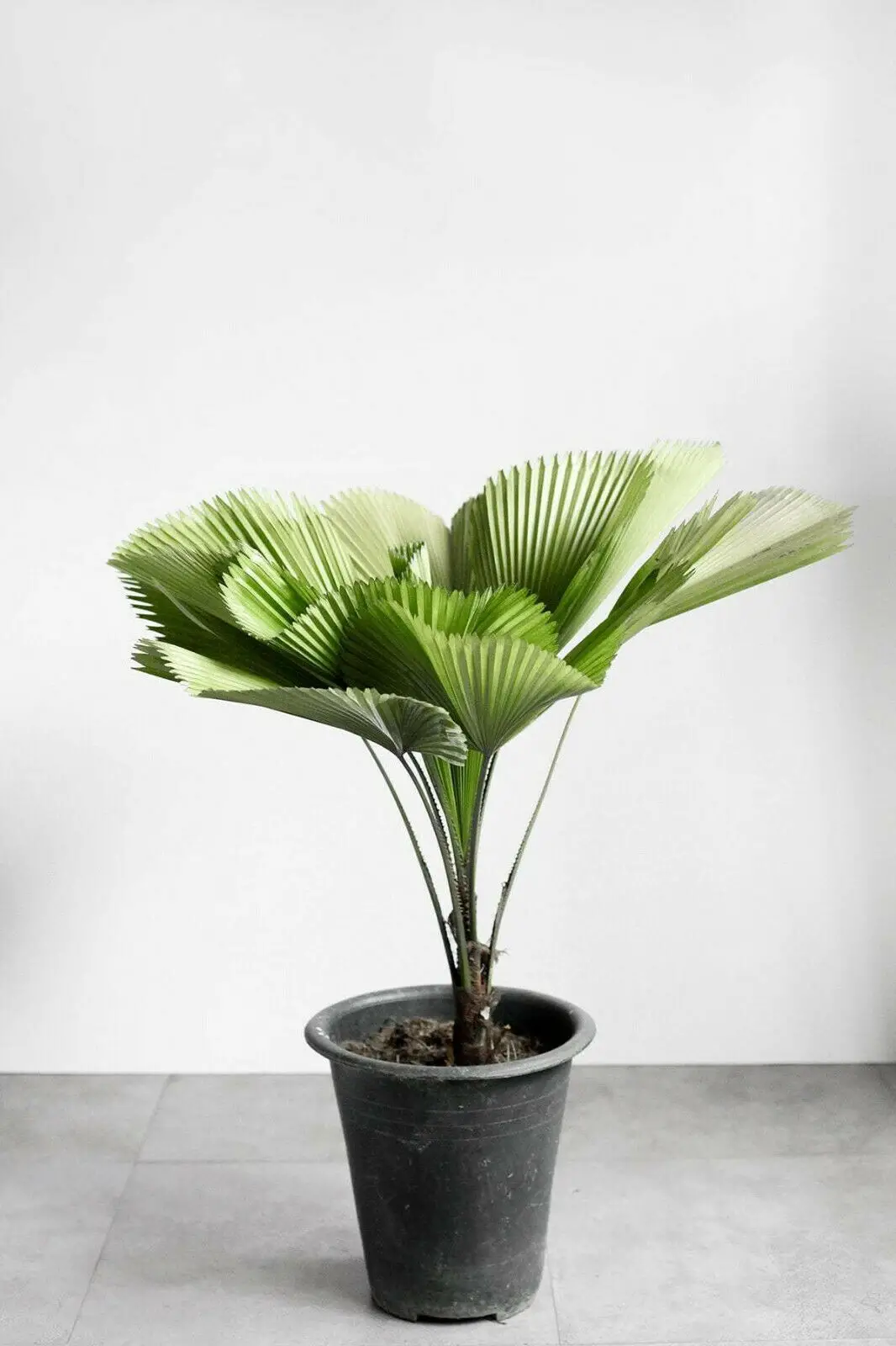 Licuala grandis / Pritchardia grandis - Ruffled Fan Palm, Vanuatu Fan Palm, Palas Palm - Image 2