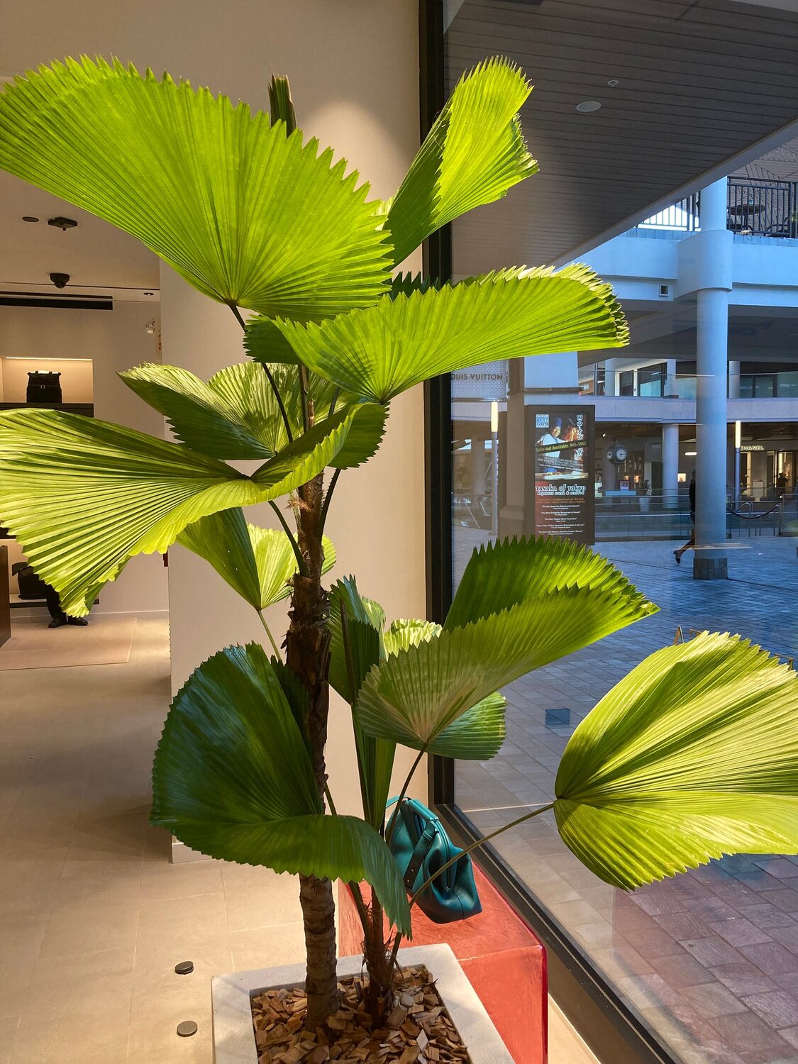 Licuala grandis / Pritchardia grandis - Ruffled Fan Palm, Vanuatu Fan Palm, Palas Palm - Image 3