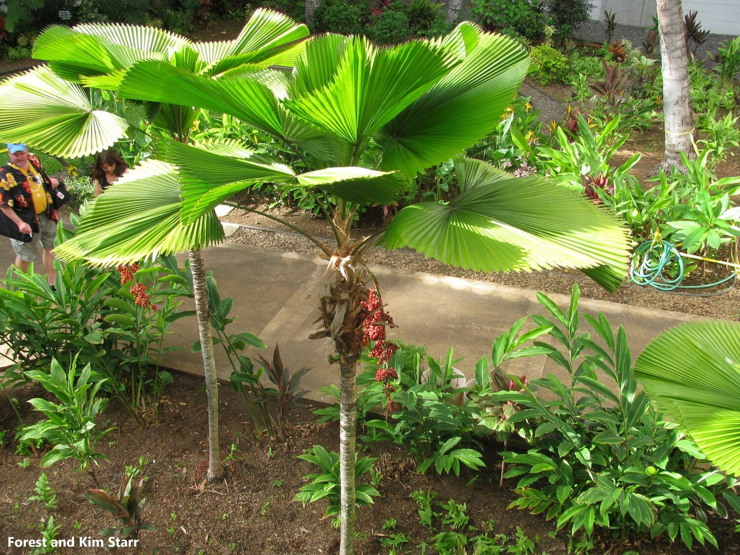 Licuala grandis / Pritchardia grandis - Ruffled Fan Palm, Vanuatu Fan Palm, Palas Palm - Image 6