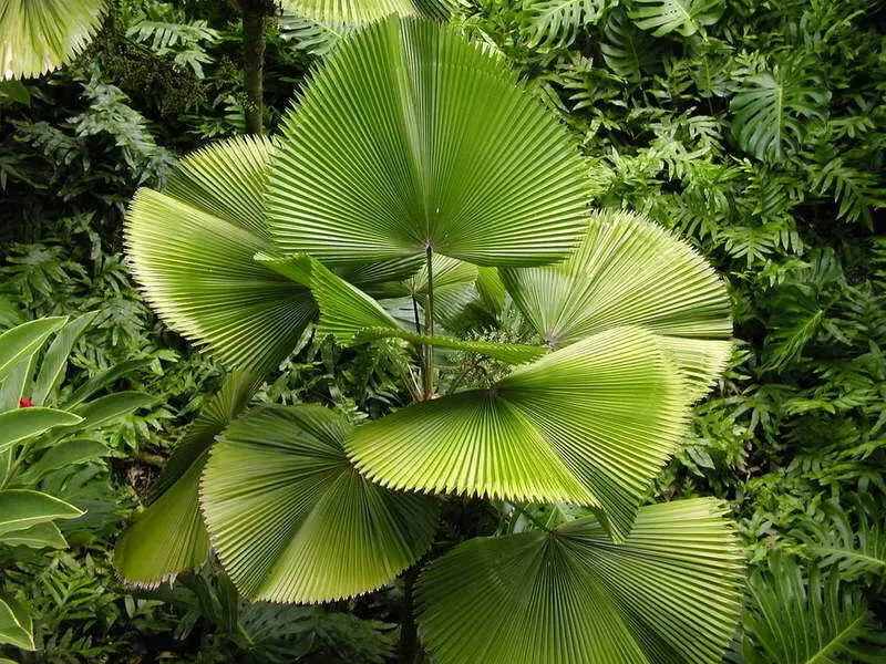Licuala grandis / Pritchardia grandis - Ruffled Fan Palm, Vanuatu Fan Palm, Palas Palm - Image 9
