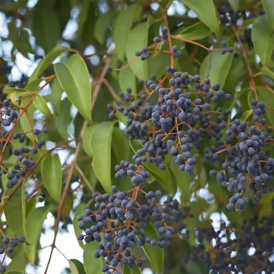 Ligustrum japonicum - Wax Leafed Privet