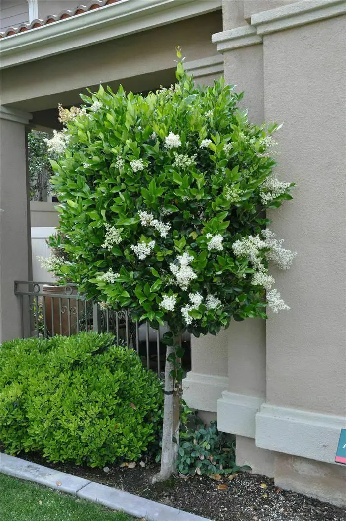 Ligustrum japonicum - Wax Leafed Privet - Image 3