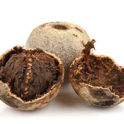 Limonia acidissima - Wood Apple, Elephant Apple