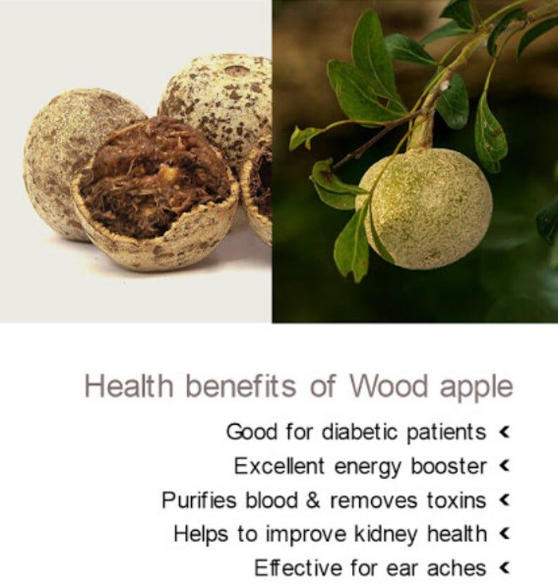 Limonia acidissima - Wood Apple, Elephant Apple - Image 4