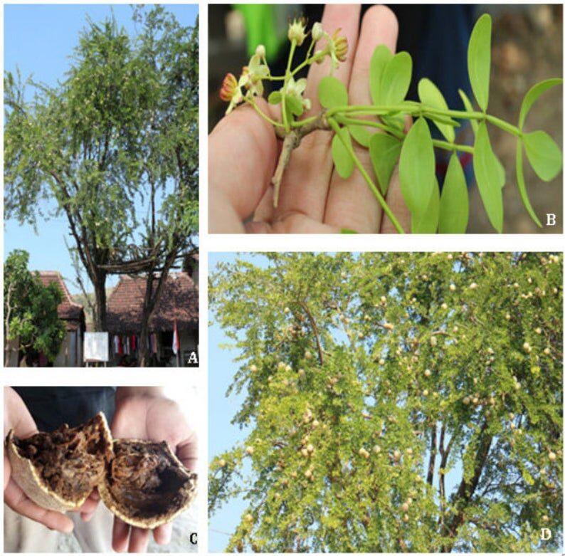 Limonia acidissima - Wood Apple, Elephant Apple - Image 7