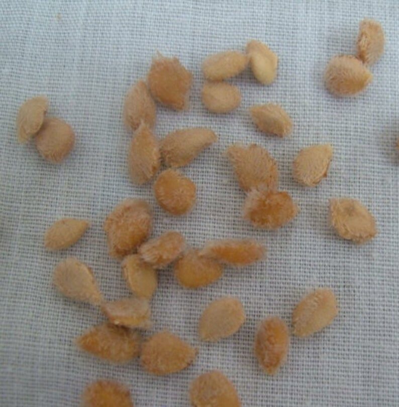 Limonia acidissima - Wood Apple, Elephant Apple - Image 8