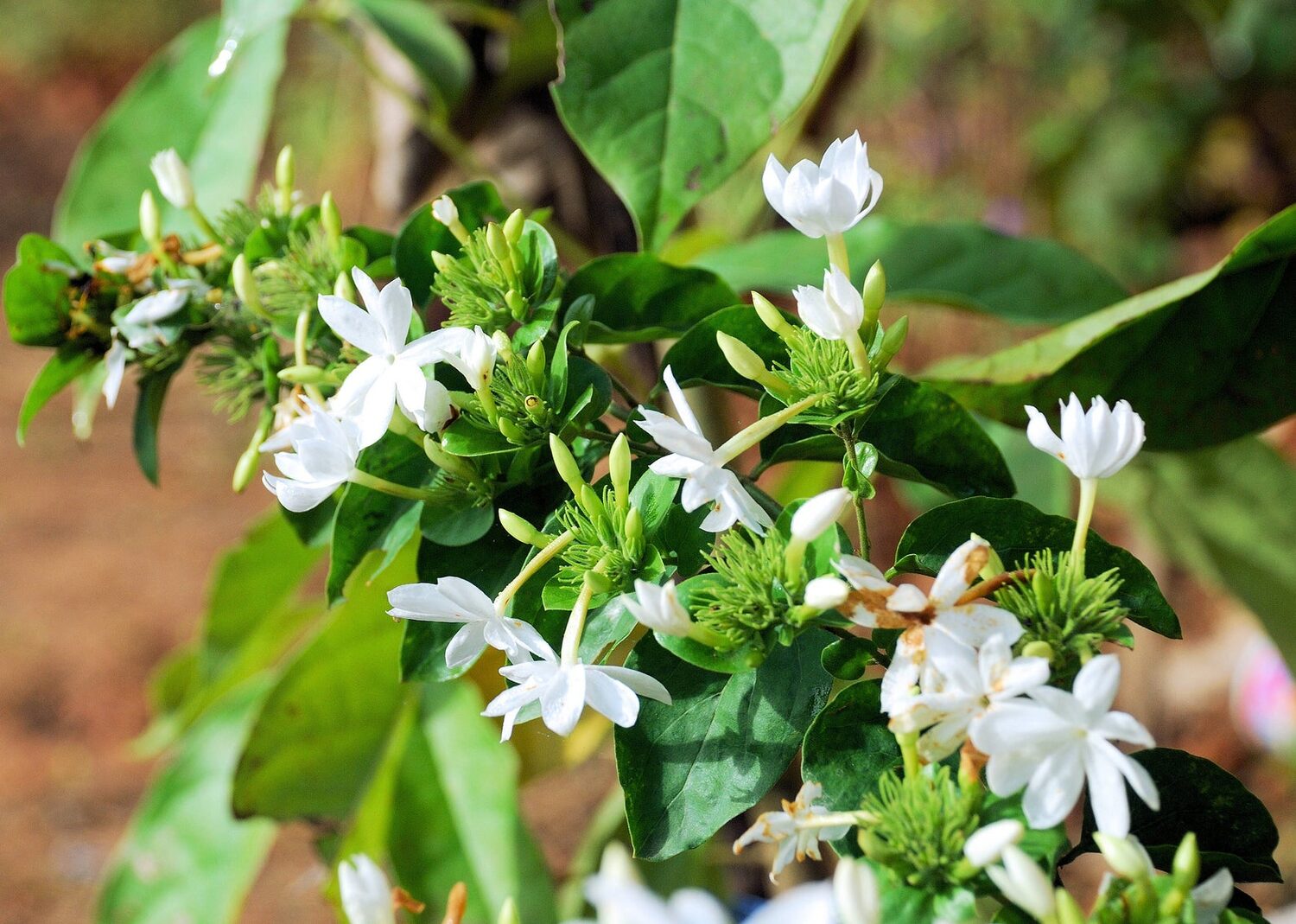 Limonia acidissima - Wood Apple, Elephant Apple - Image 9