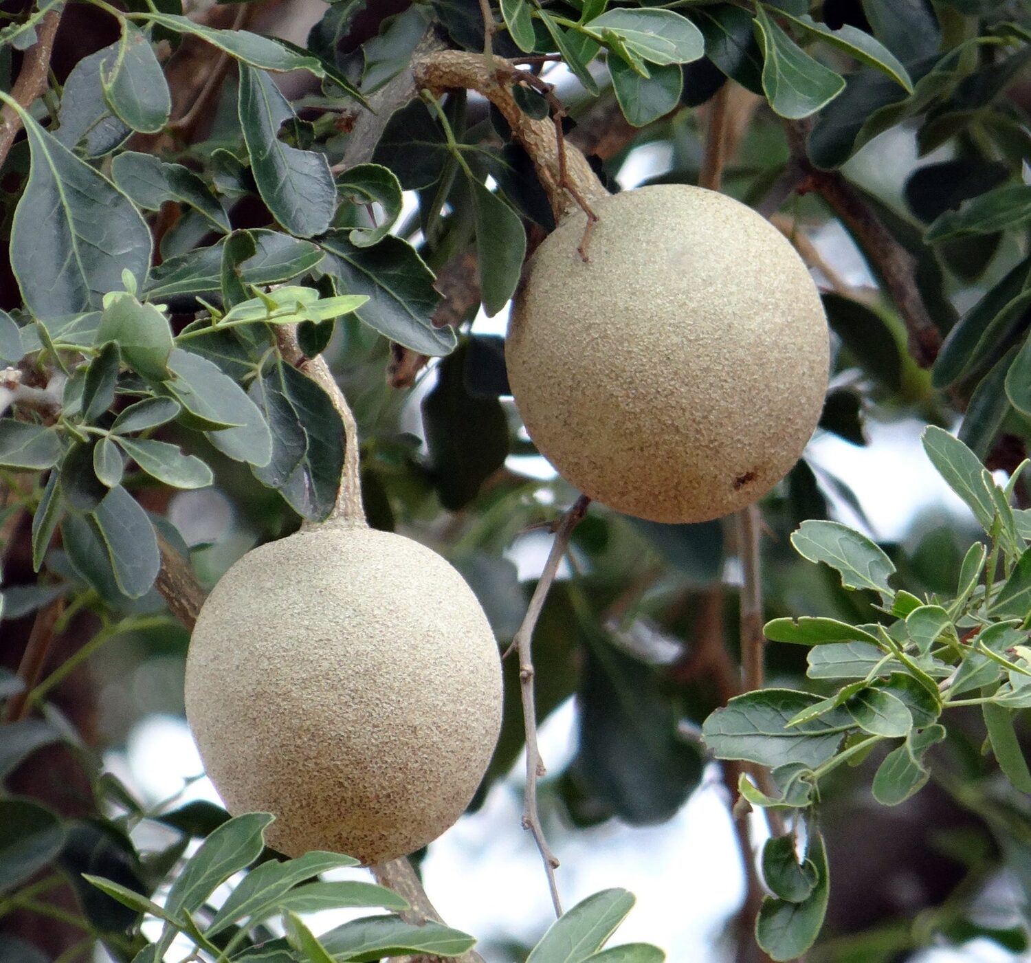 Limonia acidissima - Wood Apple, Elephant Apple - Image 10
