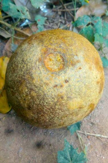 Limonia acidissima - Wood Apple, Elephant Apple - Image 11