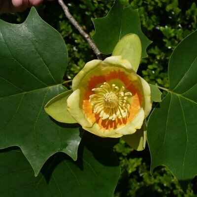 Liriodendron tulipifera - American Tulip Tree