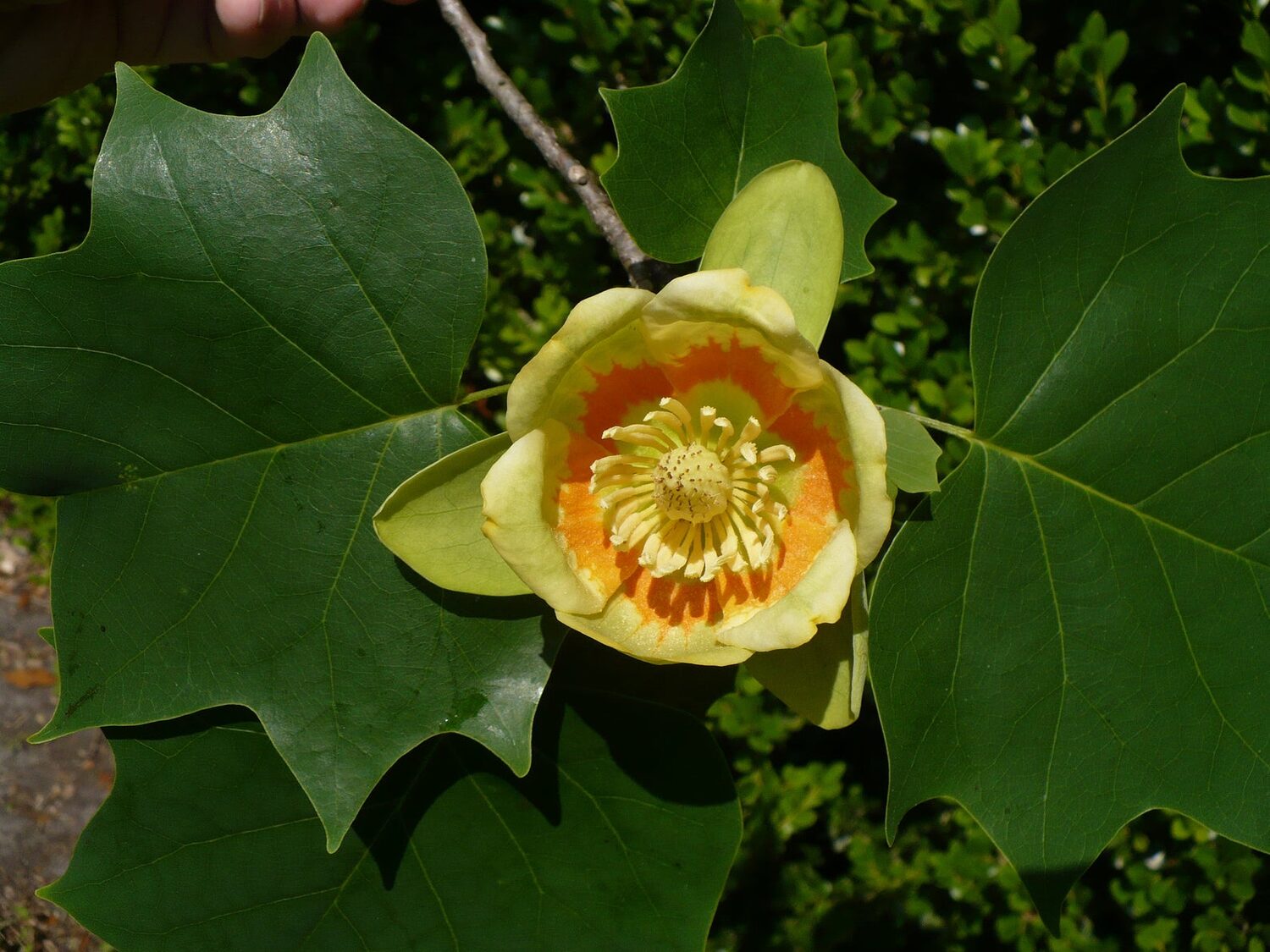 Liriodendron tulipifera - American Tulip Tree