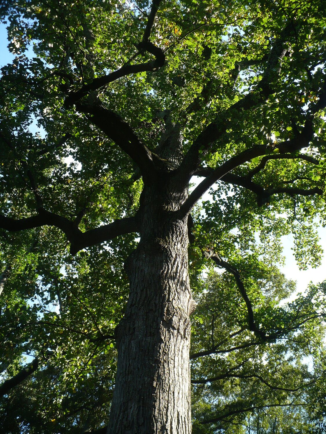 Liriodendron tulipifera - American Tulip Tree - Image 2