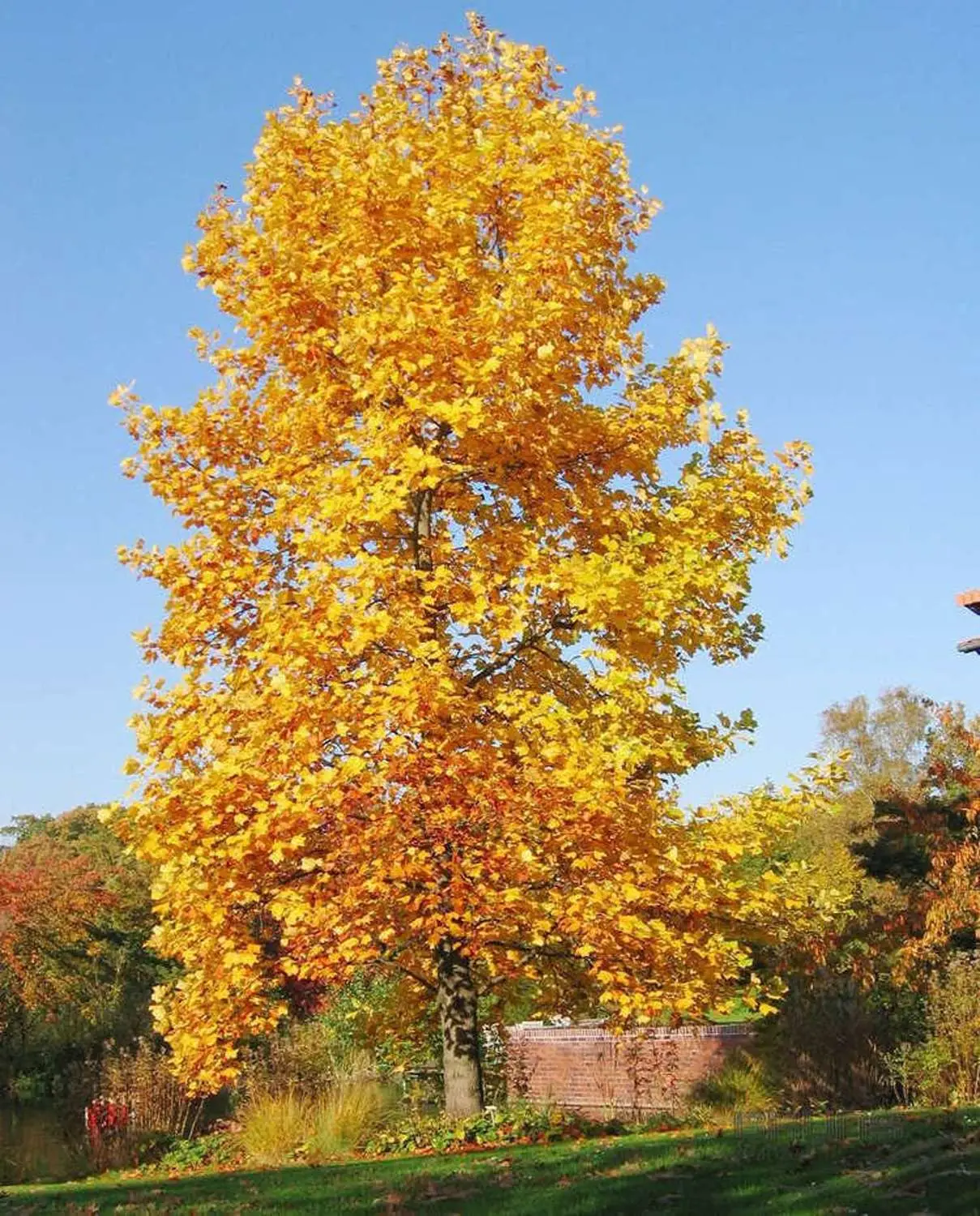 Liriodendron tulipifera - American Tulip Tree - Image 3