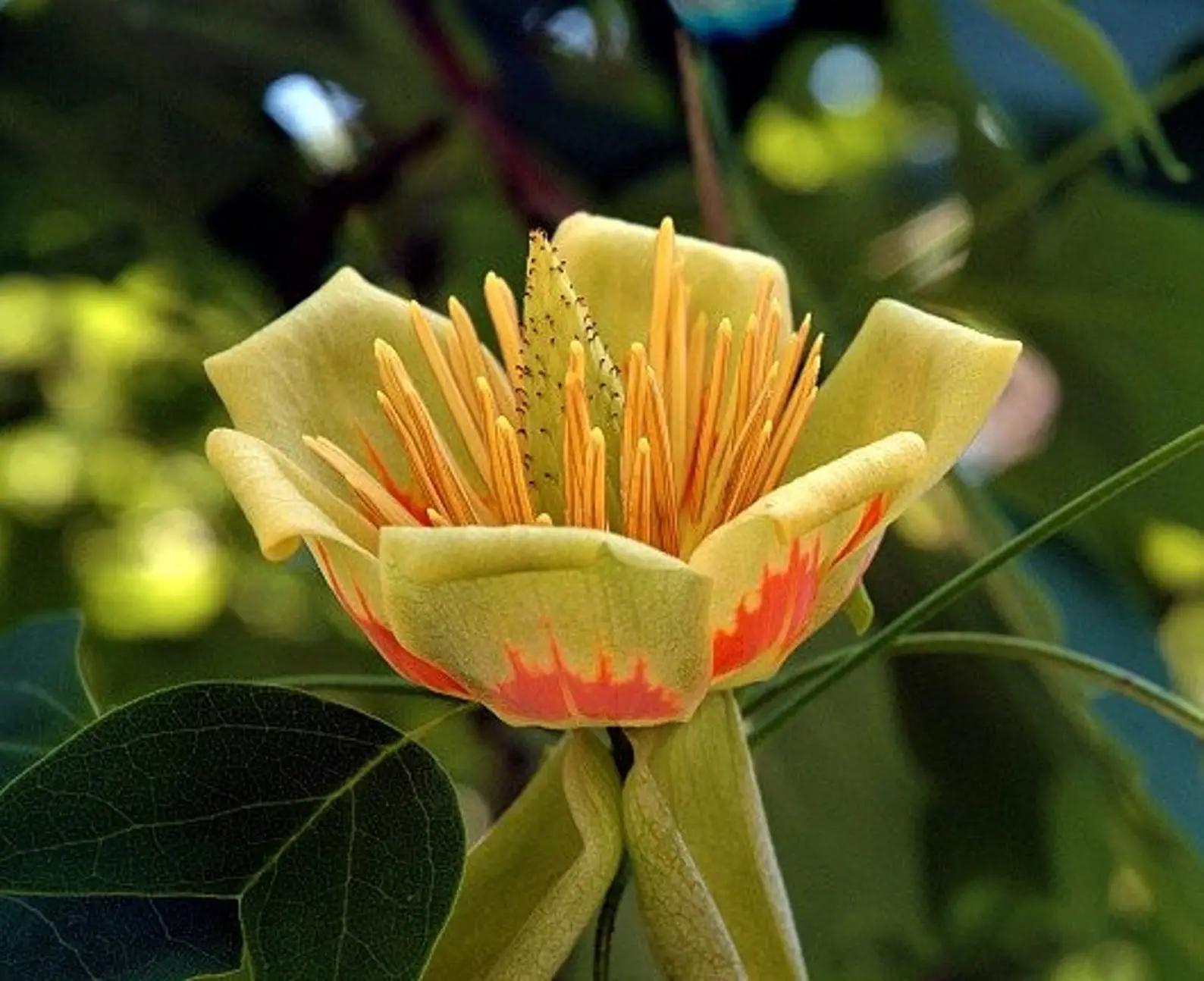 Liriodendron tulipifera - American Tulip Tree - Image 4