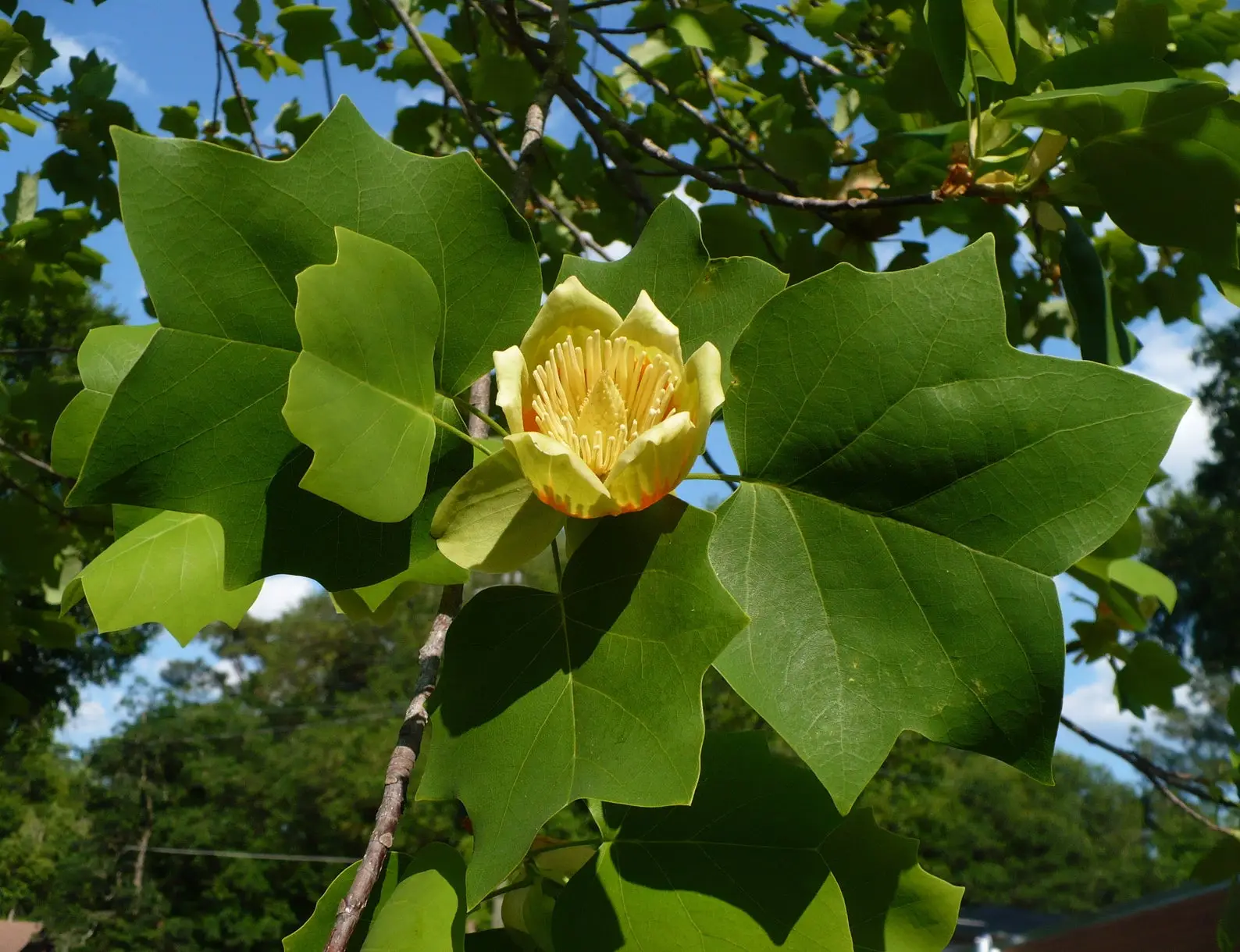Liriodendron tulipifera - American Tulip Tree - Image 6