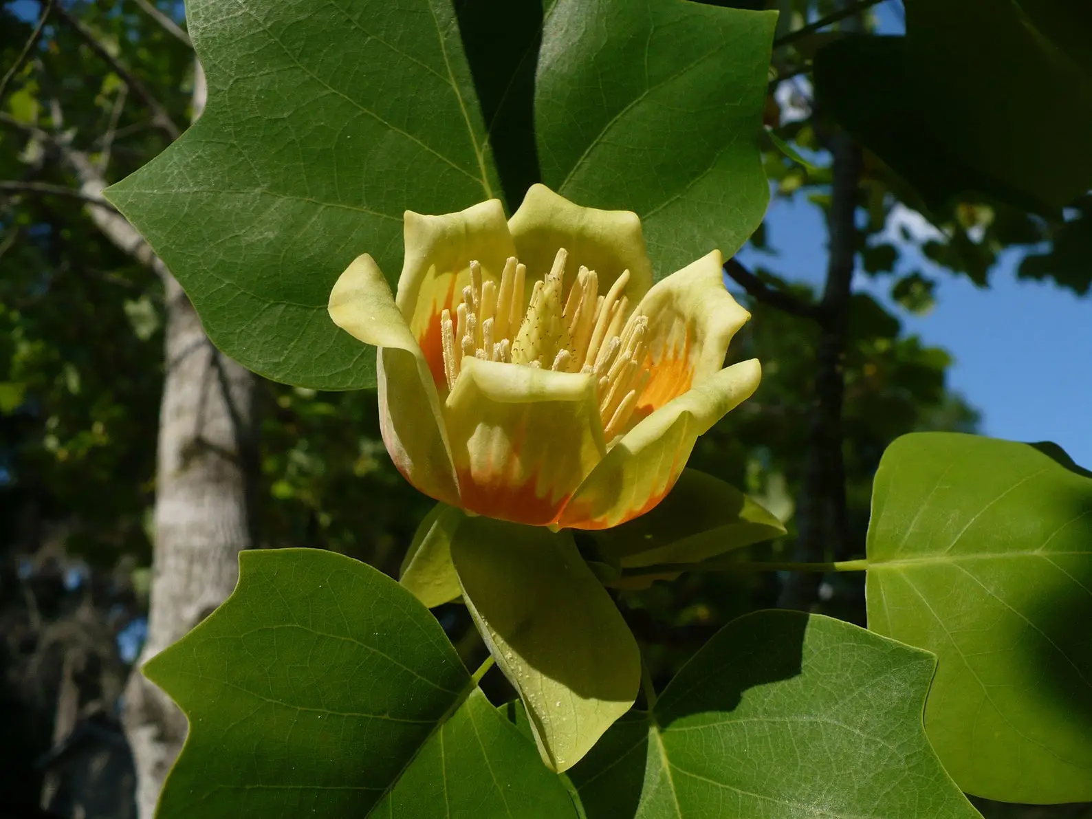 Liriodendron tulipifera - American Tulip Tree - Image 7