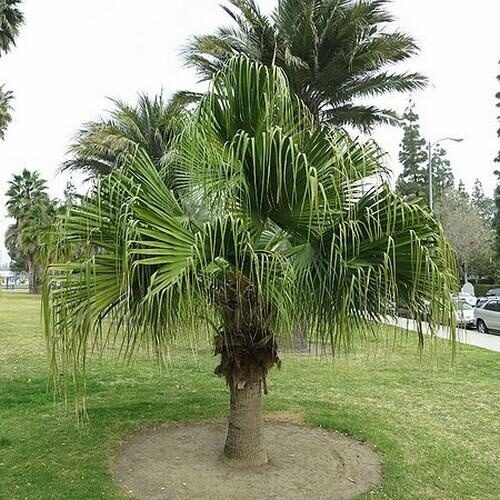 Livistona chinensis - Chinese fan palm, false latvia.