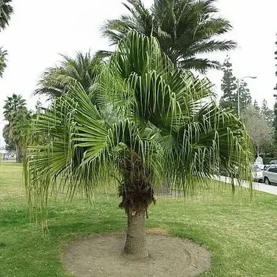 Livistona chinensis - Chinese fan palm, false latvia.
