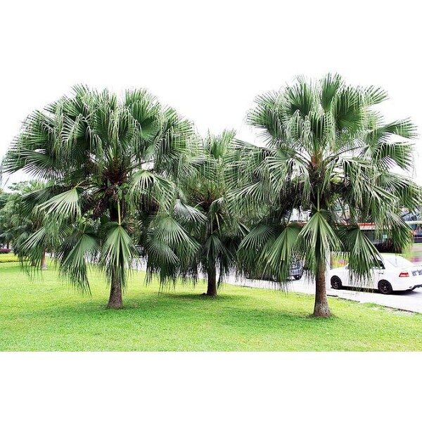 Livistona chinensis - Chinese fan palm, false latvia. - Image 2