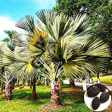 Livistona chinensis - Chinese fan palm, false latvia. - Image 3