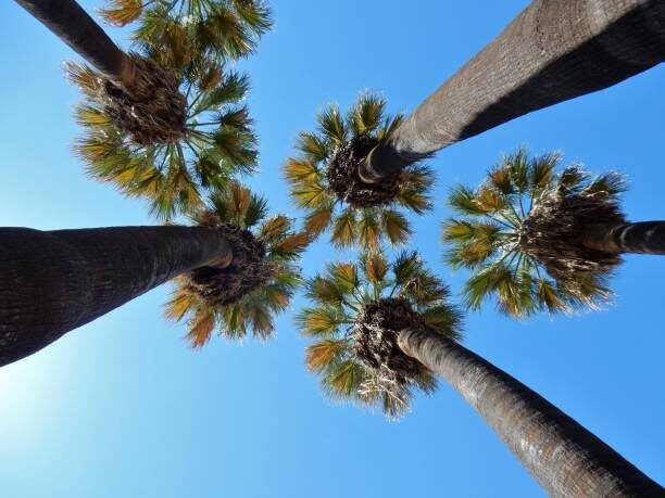 Livistona chinensis - Chinese fan palm, false latvia. - Image 5