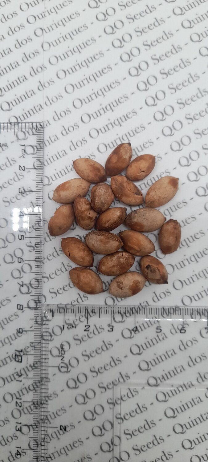 Livistona chinensis - Chinese fan palm, false latvia. - Image 6