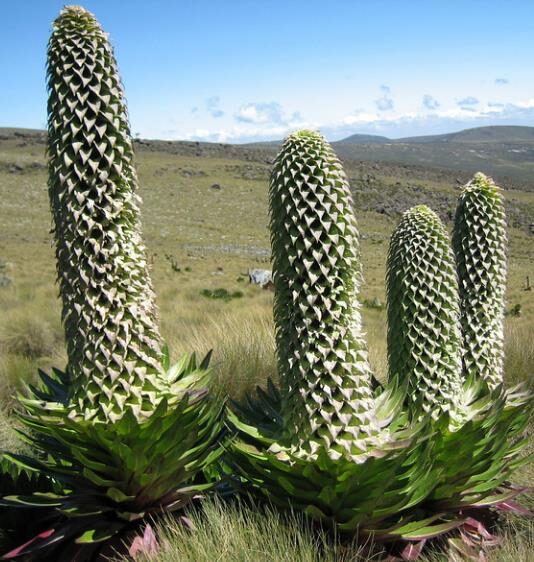Lobelia gregoriana ssp. gregorian / Lobelia deckenii ssp. keniensis - Giant lobelia, lobelia gin tonic, lobelia tree - Image 2