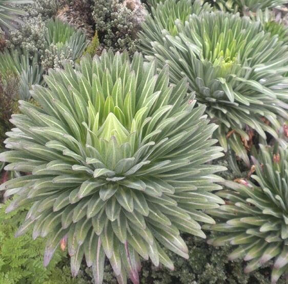 Lobelia gregoriana ssp. gregorian / Lobelia deckenii ssp. keniensis - Giant lobelia, lobelia gin tonic, lobelia tree - Image 3