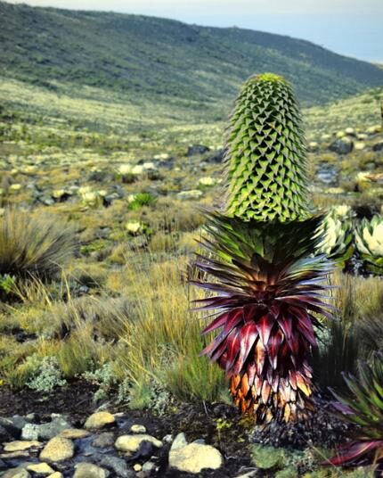 Lobelia gregoriana ssp. gregorian / Lobelia deckenii ssp. keniensis - Giant lobelia, lobelia gin tonic, lobelia tree - Image 4