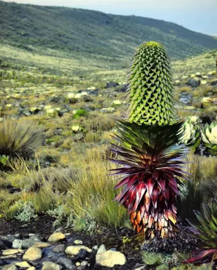 Lobelia gregoriana ssp. gregorian / Lobelia deckenii ssp. keniensis - Giant lobelia, lobelia gin tonic, lobelia tree - Image 4