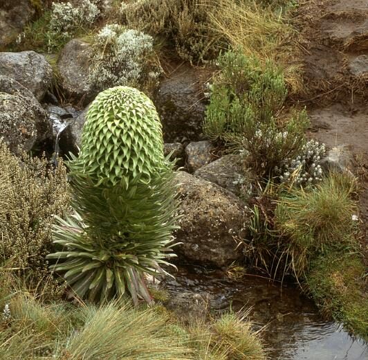 Lobelia gregoriana ssp. gregorian / Lobelia deckenii ssp. keniensis - Giant lobelia, lobelia gin tonic, lobelia tree - Image 5