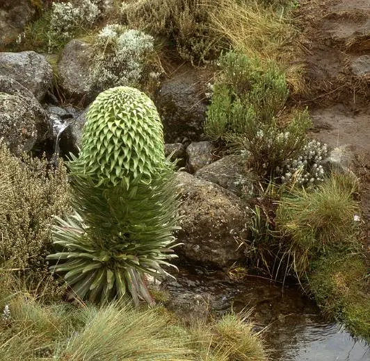 Lobelia gregoriana ssp. gregorian / Lobelia deckenii ssp. keniensis - Giant lobelia, lobelia gin tonic, lobelia tree - Image 5