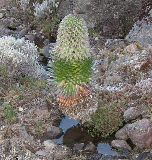 Lobelia gregoriana ssp. gregorian / Lobelia deckenii ssp. keniensis - Giant lobelia, lobelia gin tonic, lobelia tree - Image 6