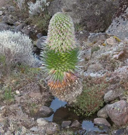 Lobelia gregoriana ssp. gregorian / Lobelia deckenii ssp. keniensis - Giant lobelia, lobelia gin tonic, lobelia tree - Image 6