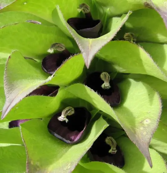 Lobelia gregoriana ssp. gregorian / Lobelia deckenii ssp. keniensis - Giant lobelia, lobelia gin tonic, lobelia tree - Image 7