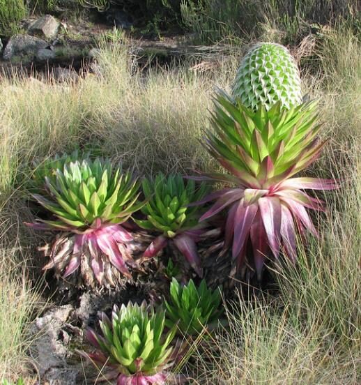 Lobelia gregoriana ssp. gregorian / Lobelia deckenii ssp. keniensis - Giant lobelia, lobelia gin tonic, lobelia tree - Image 8