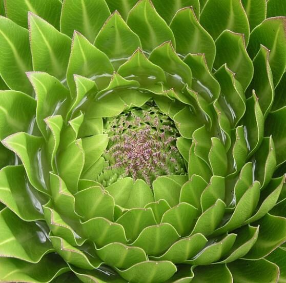 Lobelia gregoriana ssp. gregorian / Lobelia deckenii ssp. keniensis - Giant lobelia, lobelia gin tonic, lobelia tree - Image 9