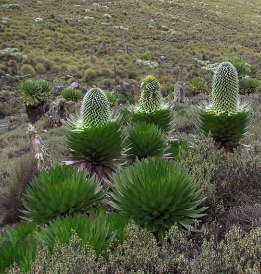 Lobelia gregoriana ssp. gregorian / Lobelia deckenii ssp. keniensis - Giant lobelia, lobelia gin tonic, lobelia tree - Image 10