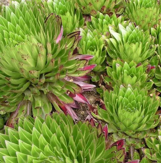 Lobelia gregoriana ssp. gregorian / Lobelia deckenii ssp. keniensis - Giant lobelia, lobelia gin tonic, lobelia tree - Image 11