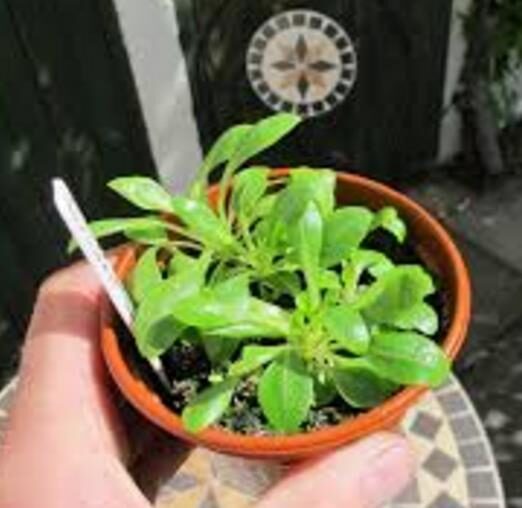 Lobelia gregoriana ssp. gregorian / Lobelia deckenii ssp. keniensis - Giant lobelia, lobelia gin tonic, lobelia tree - Image 12