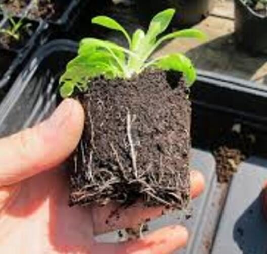 Lobelia gregoriana ssp. gregorian / Lobelia deckenii ssp. keniensis - Giant lobelia, lobelia gin tonic, lobelia tree - Image 13