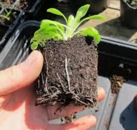 Lobelia gregoriana ssp. gregorian / Lobelia deckenii ssp. keniensis - Giant lobelia, lobelia gin tonic, lobelia tree - Image 13