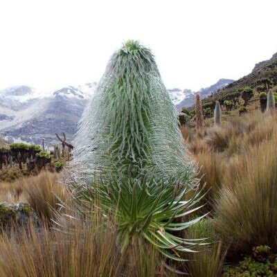 Lobelia telekii 'Mt. Kenya' - Giant Lobelia