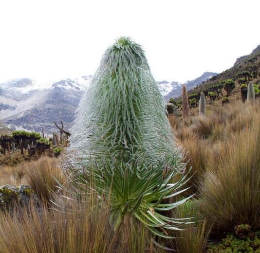 Lobelia telekii 'Mt. Kenya' - Giant Lobelia