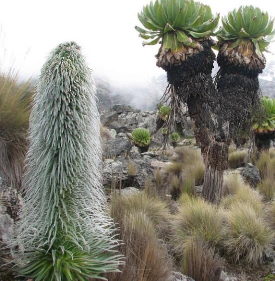 Lobelia telekii 'Mt. Kenya' - Giant Lobelia - Image 3
