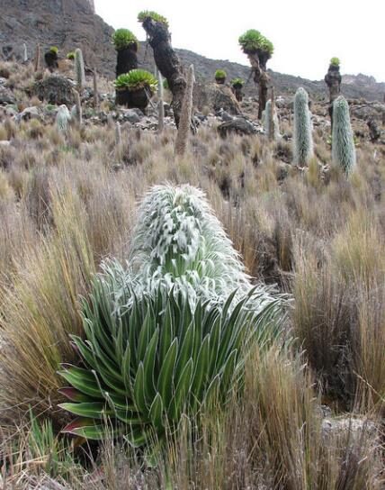 Lobelia telekii 'Mt. Kenya' - Giant Lobelia - Image 4