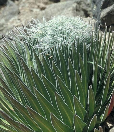 Lobelia telekii 'Mt. Kenya' - Giant Lobelia - Image 7