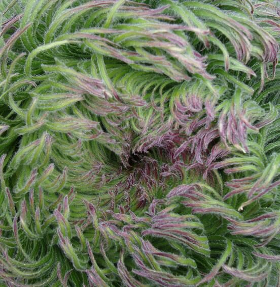 Lobelia telekii 'Mt. Kenya' - Giant Lobelia - Image 8