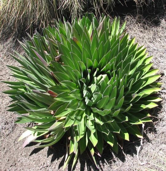 Lobelia telekii 'Mt. Kenya' - Giant Lobelia - Image 9